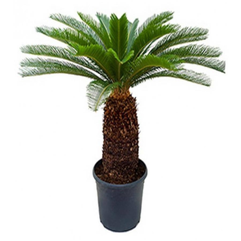 Растение Цикас революта