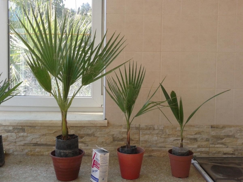 Финиковая Пальма Вашингтония