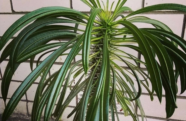 Молочай беложильчатый