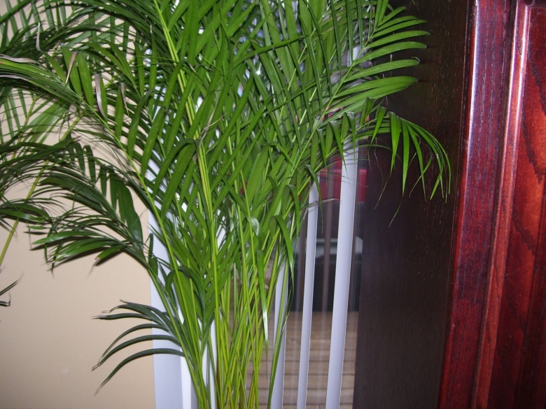 Хамедорея Зейфрица