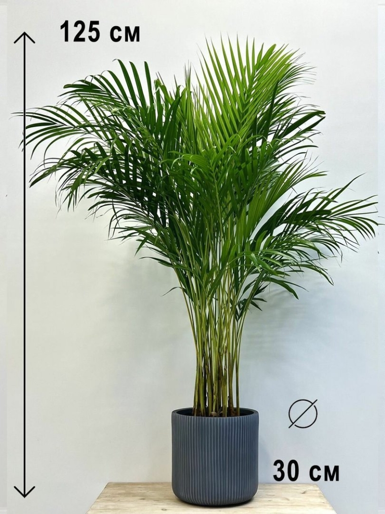 Арека хризалидокарпус