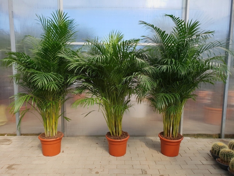 Карликовая Арека