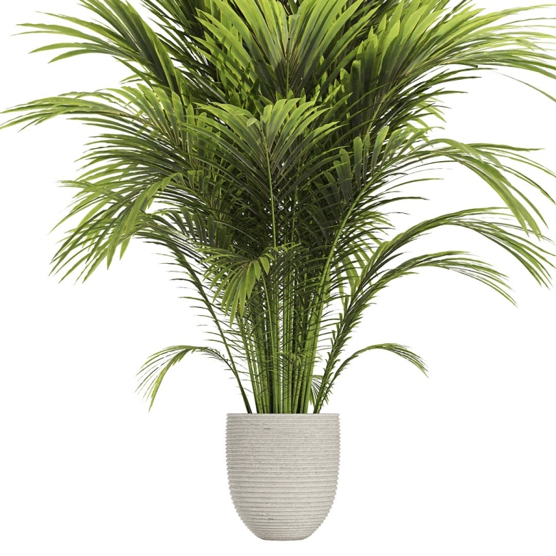 Пальма Арека