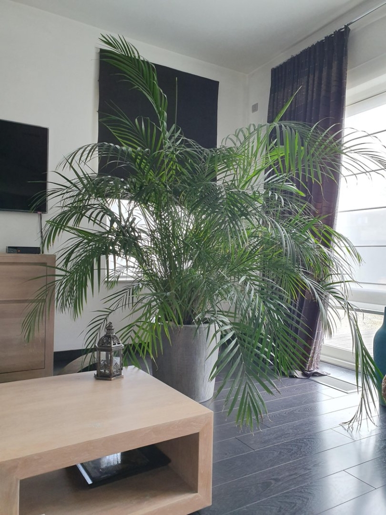 Хризалидокарпус икеа