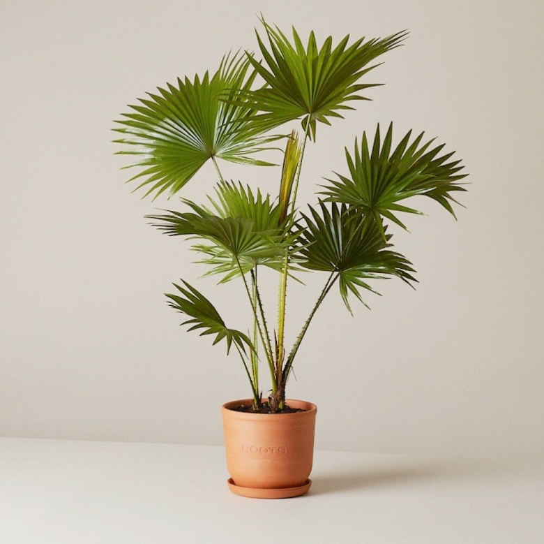 Ливинстона Ротундифолиа