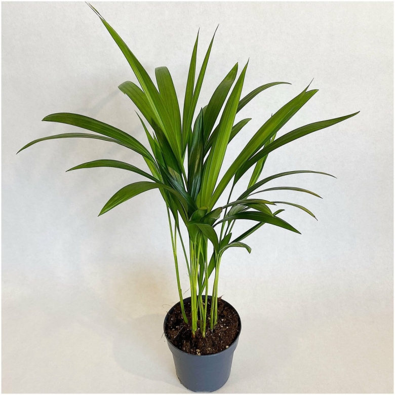 Пальма Арека хризалидокарпу