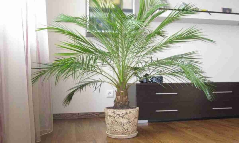 Финиковая Пальма Робелена