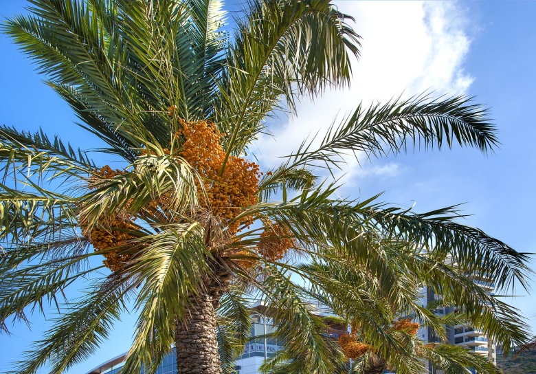 Канарская финиковая пальма