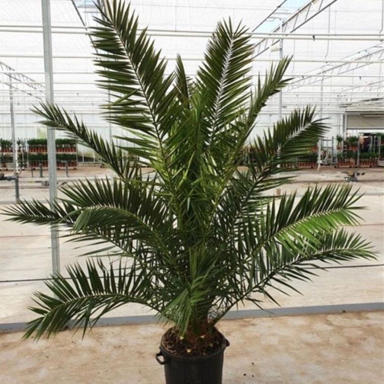 Финик Канарский