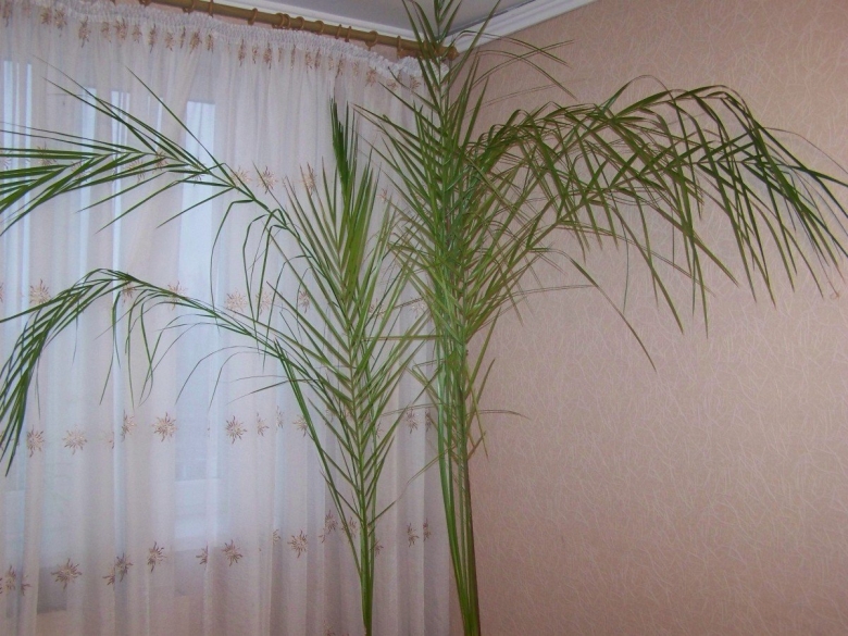 Финиковая пальма росток