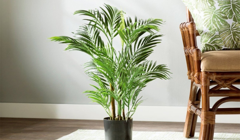 Ховея Бельмора