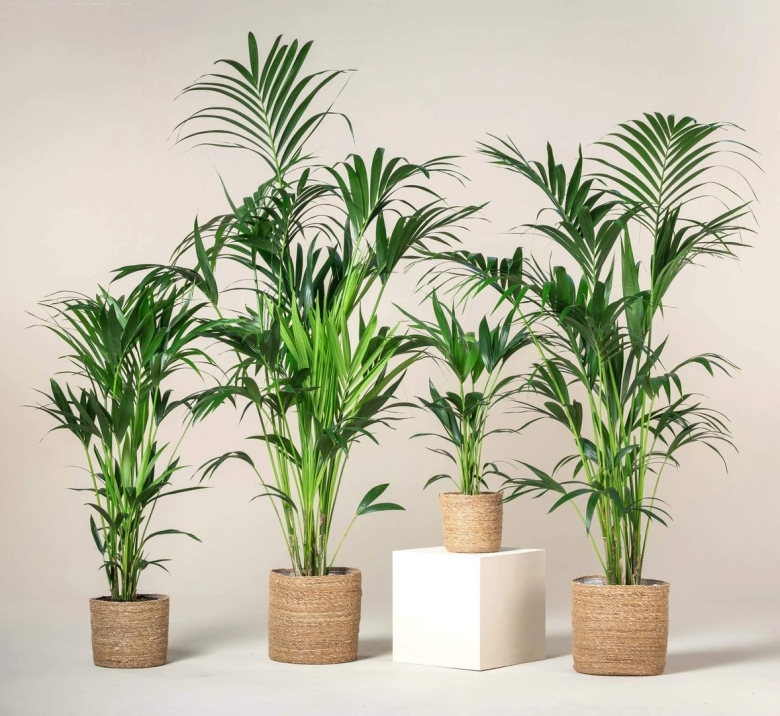 Пальма Ховея Форстера