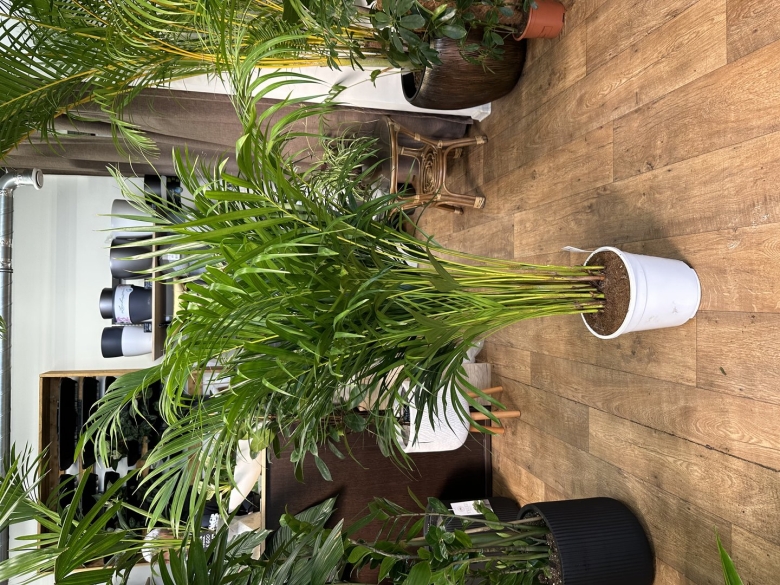 Растение с переплетенным стволом