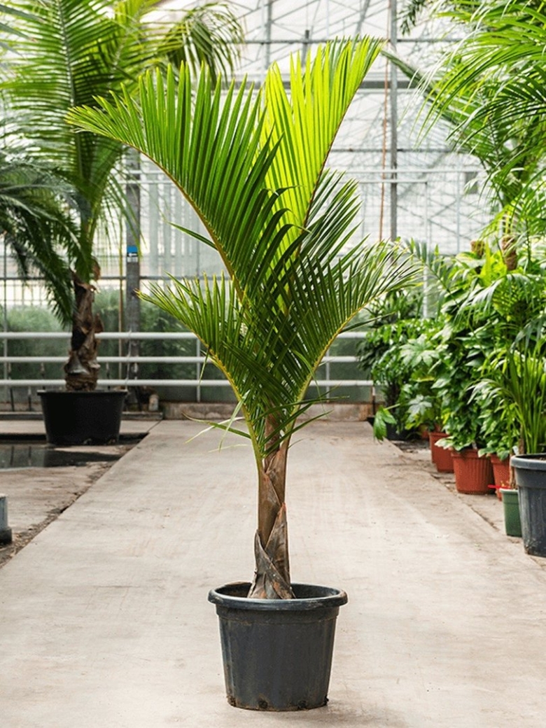 Гиофорба Вершаффельта