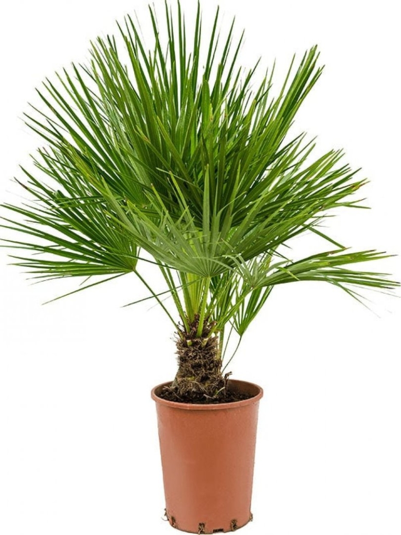 Хамеропс приземистый