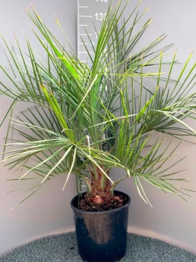 Бутия пальма комнатная