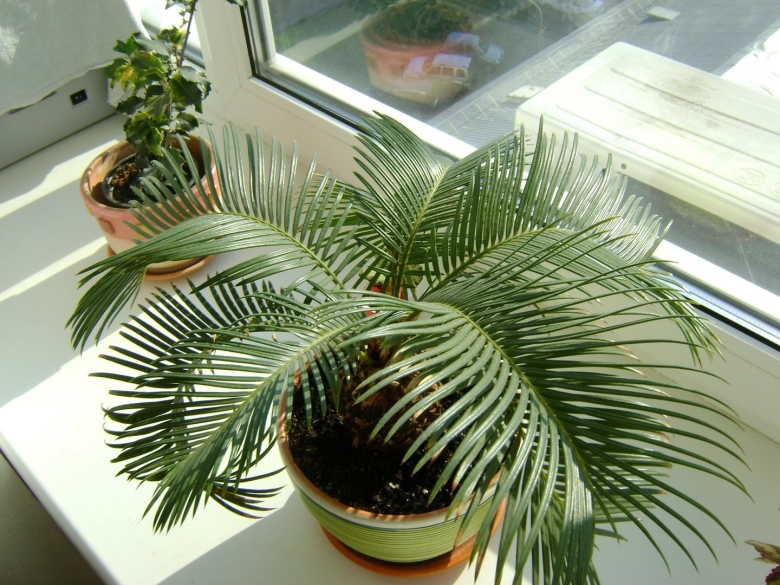 Цикас сиамский