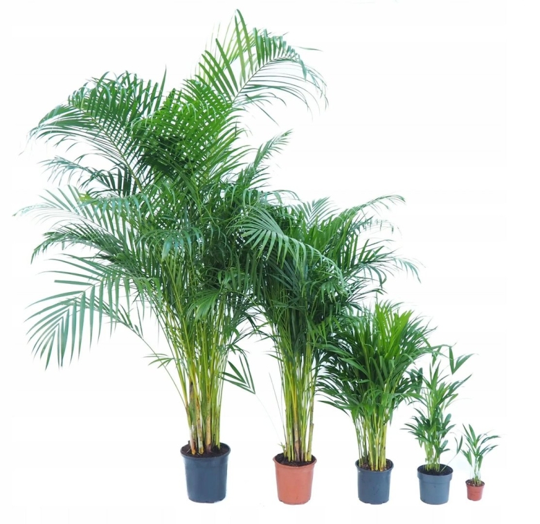 Хризалидокарпус Дипсис