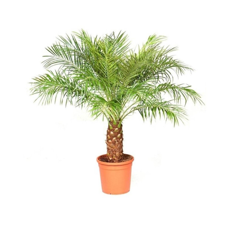 Листья финик робелини