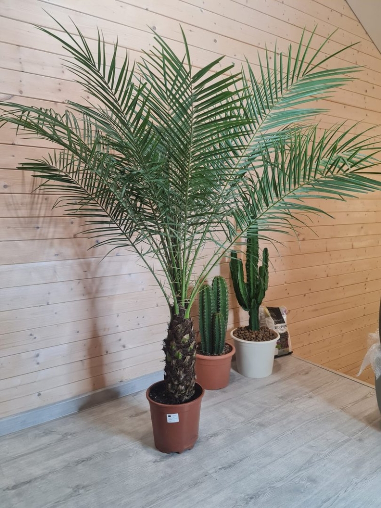 Пальма финик робелини