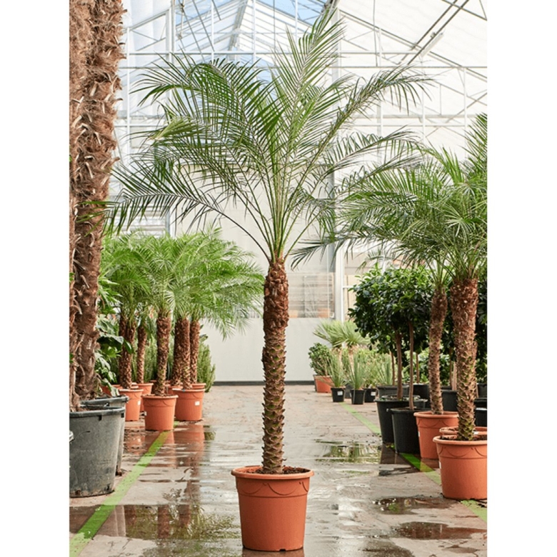 Финиковая пальма робелена