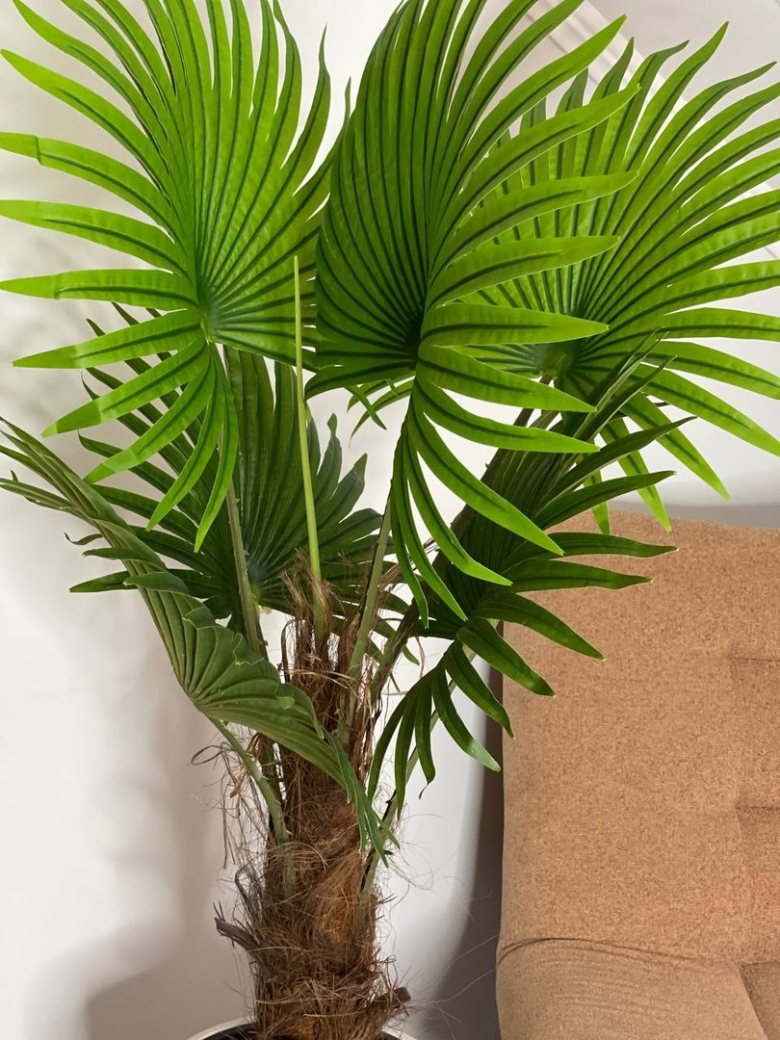 Декоративная пальма