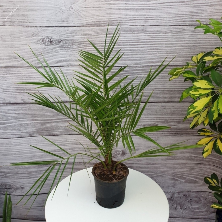 Финик Робелена