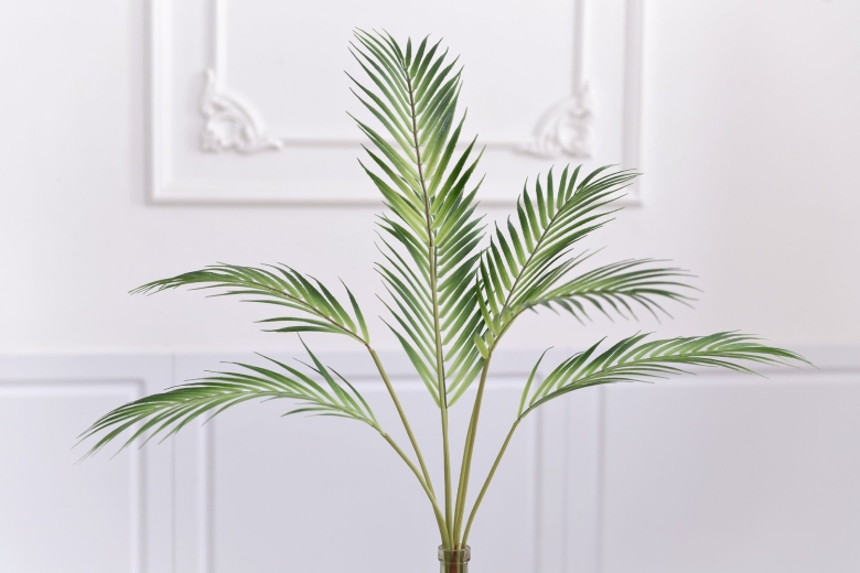 Финиковая пальма декоративная