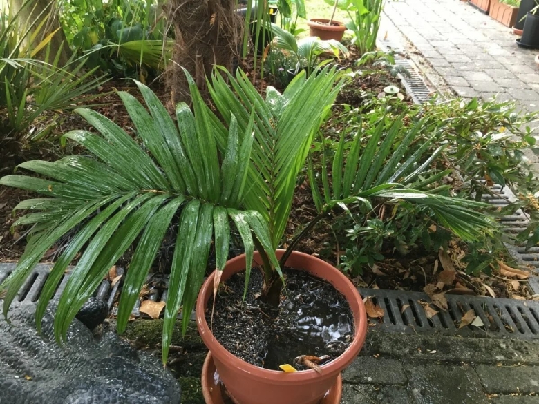 Ропалостилис пальма