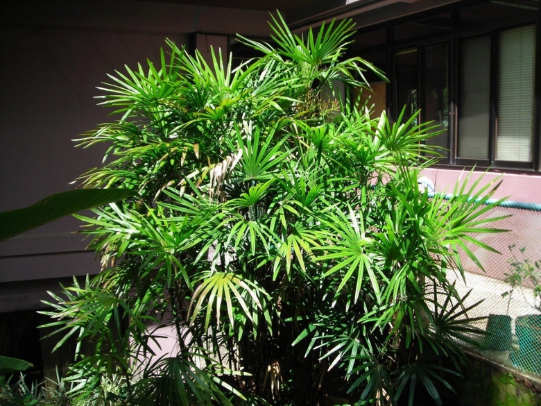 Рапис растение