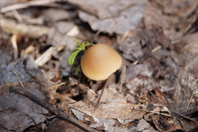 Несъедобные грибы Краснодарского края