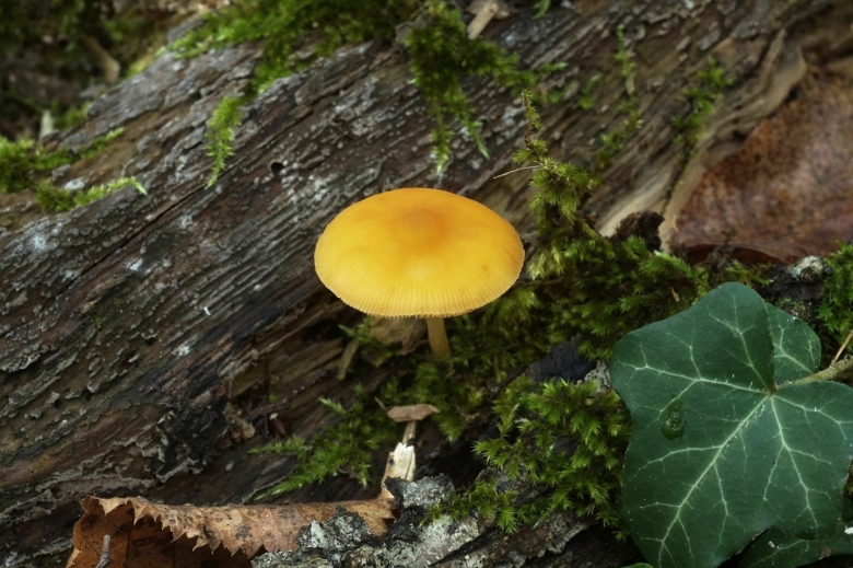 Ядовитые грибы Краснодарского края