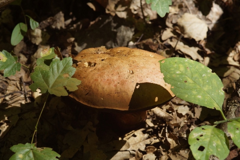 Белый гриб на Кубани