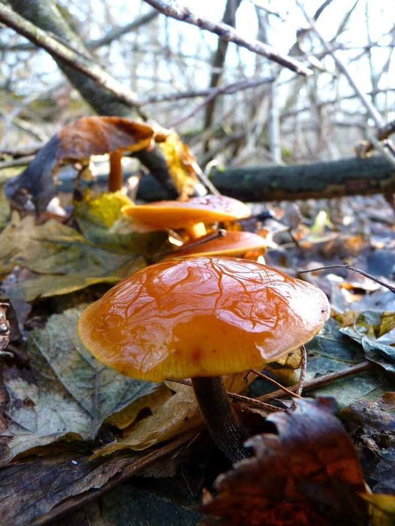 Галерина окаймлённая на Кубани