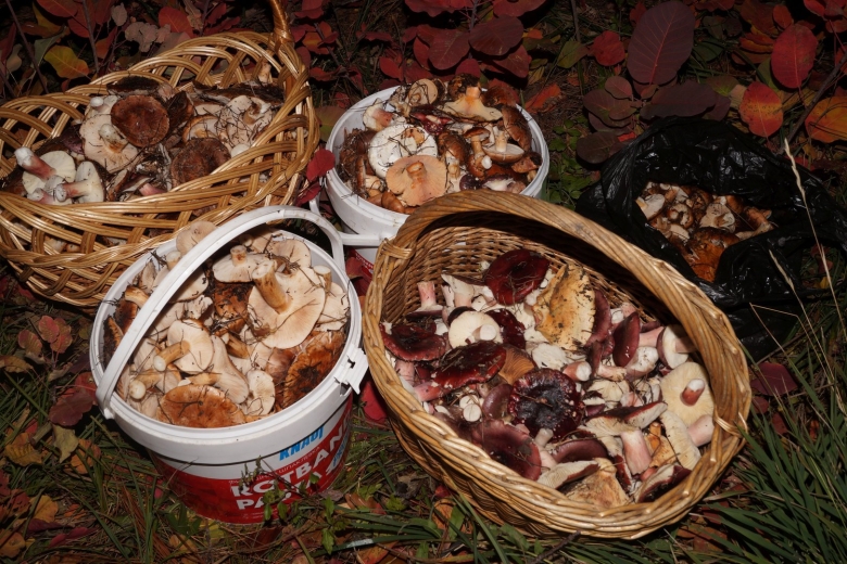 Грибы Краснодарского края