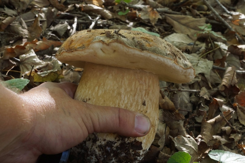 Белый гриб в Краснодарском крае
