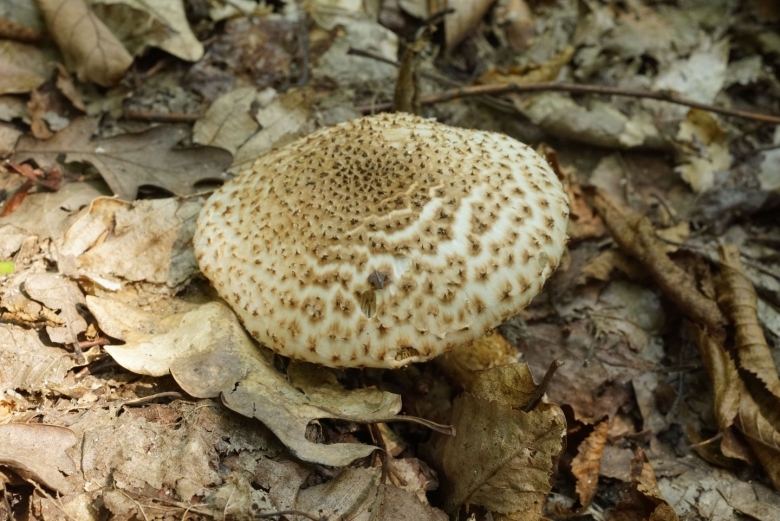 Грибы Кавказа