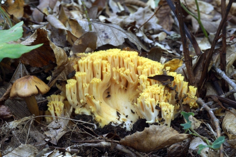 Весенние грибы кубани