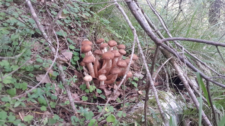 Форум грибники Электросталь