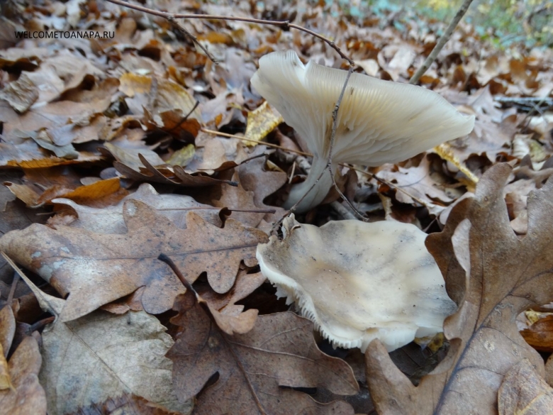 Дымчатая говорушка clitocybe nebularis