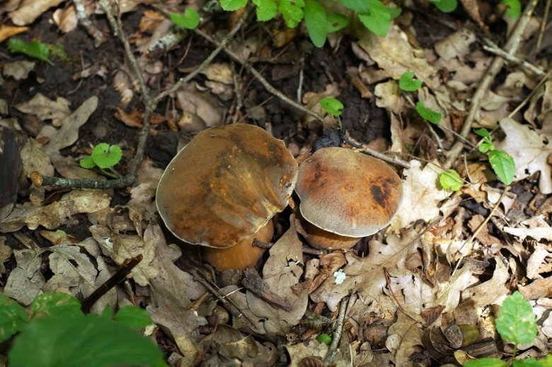 Грибы Краснодарского края и Адыгеи