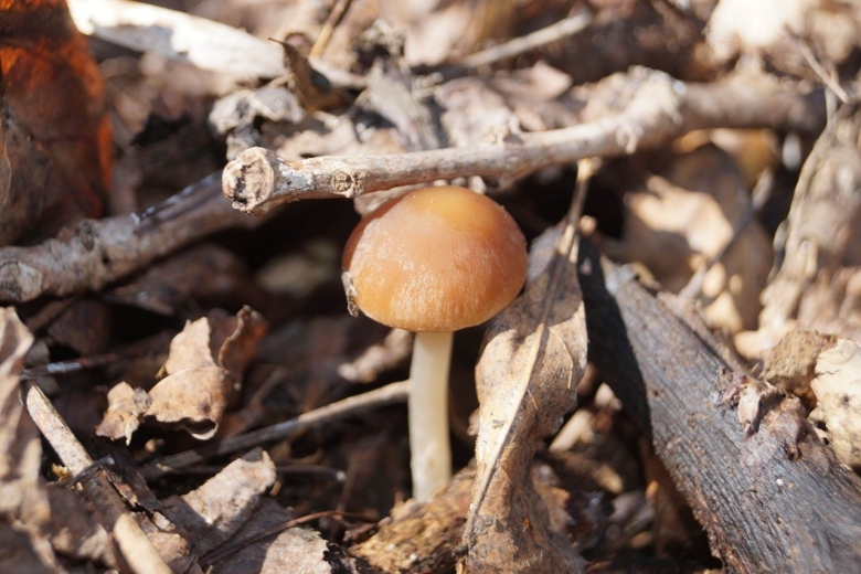 Весенние грибы кубани