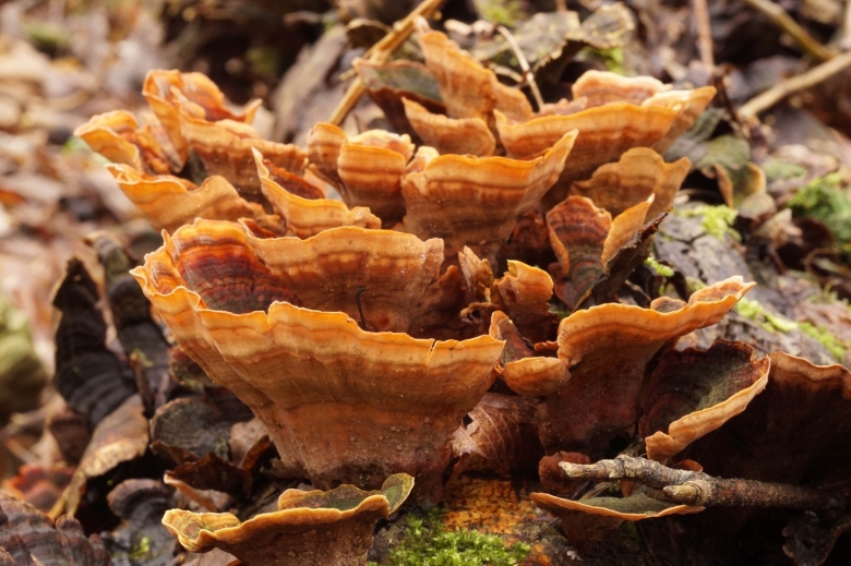 Весенние грибы на Кубани фото и название