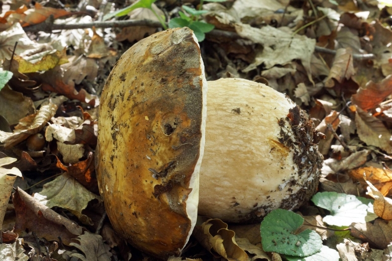 Несъедобные грибы Кубани