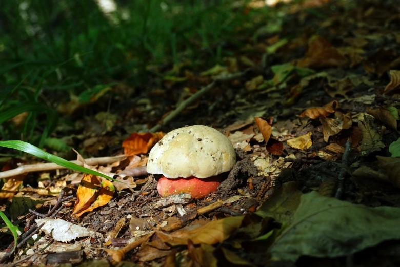 Весенние грибы на Кубани съедобные