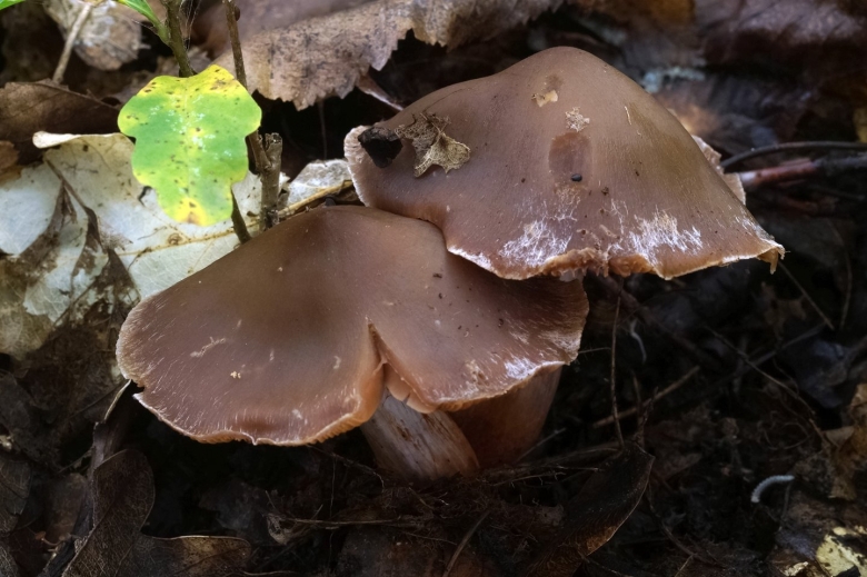 Грибы Кубани