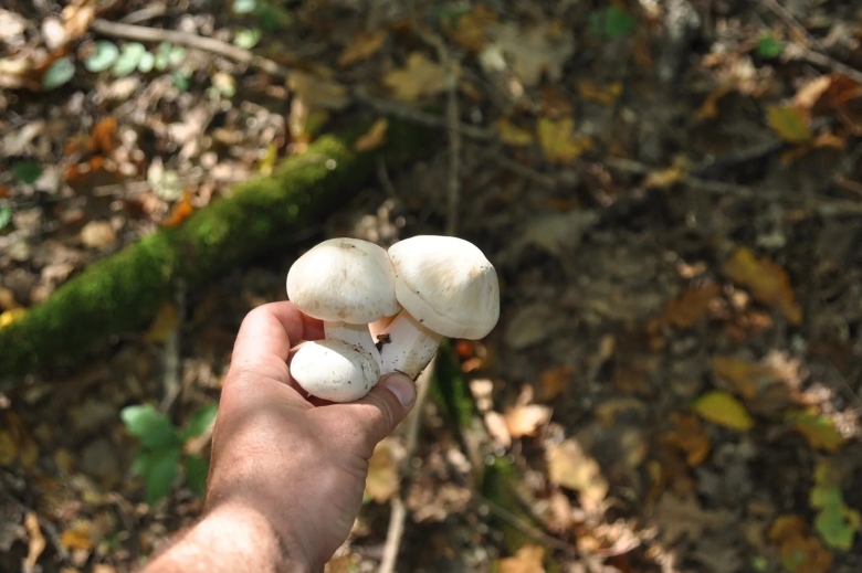 Несъедобные грибы Краснодарского края