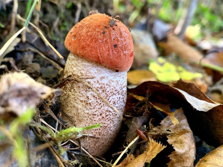 Подосиновик красный