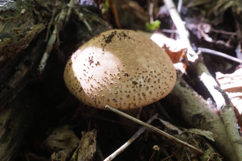 Грибы Кубани