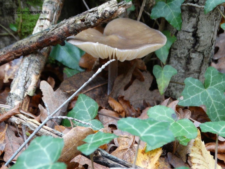 Грибы Краснодарского края лисички